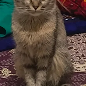 кошка вислоух