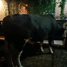 unajynlar ve öküz