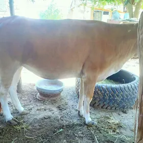 sygyr