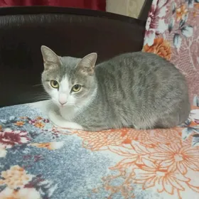 Очаровательная кошечка