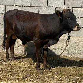 ökiz
