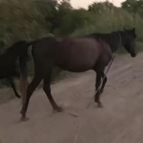 MaralMaral