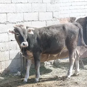 bakyly okuz