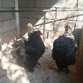 towuk horaz
