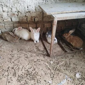 Towşhan.