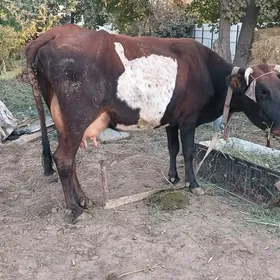 Gõleli sygyr
