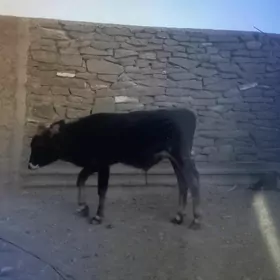 öküzçe
