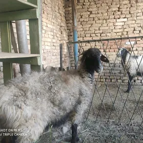 ENE GOÝUN