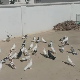 kepderi