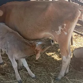 Şwet paroda goleli sygyr