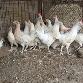 Loman sendi üç aýlyk jüje