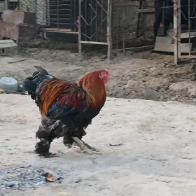 horaz