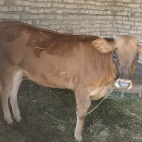 tüwe