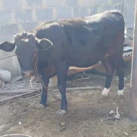 tuwe bakylan