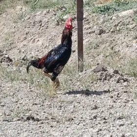 Baysok horaz