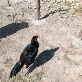 Baysok horaz