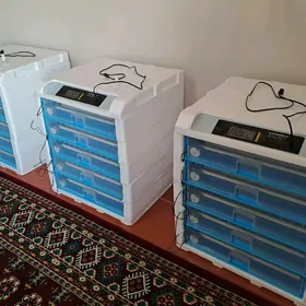 inkubator