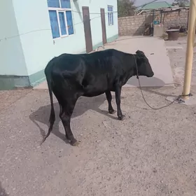 gysyr tüwe