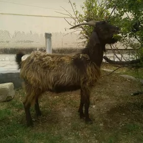 geci
