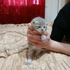 кошка шотландская порода