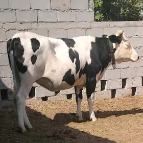 GIBRID BOGAZ SYGYRLAR