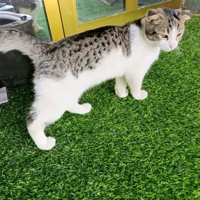 Шотландский кошка