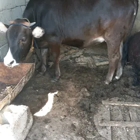 Yaş tuwe