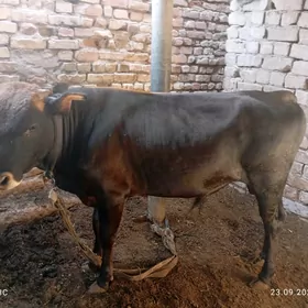 öküz
