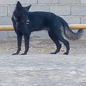 авчарка