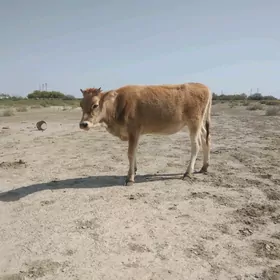 Tüwe