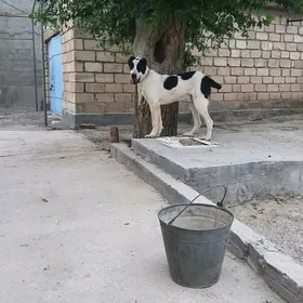Türkmen güjik