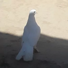 kepderi