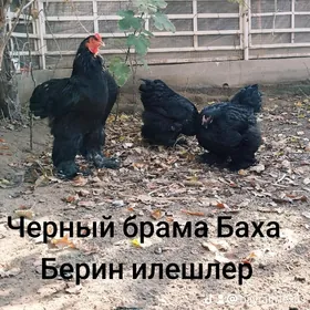 брама жуже