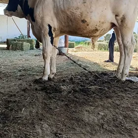 öküz
