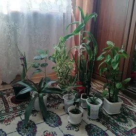 домашние растения