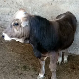 Arassa siwes okuz