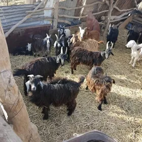 geci owlak hemesi sagdyn ukol