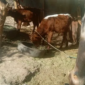 okuzçe