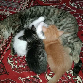 Pişijekler