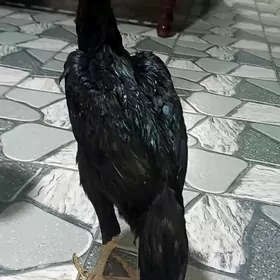 Самаркант жуже