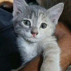 трёхцветка