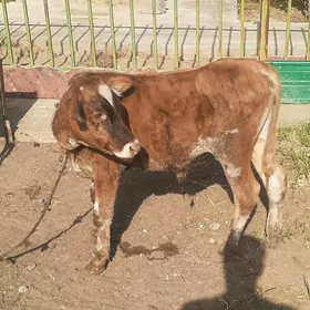 okuzce