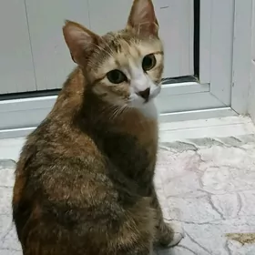 трёх цветка стерилизованная