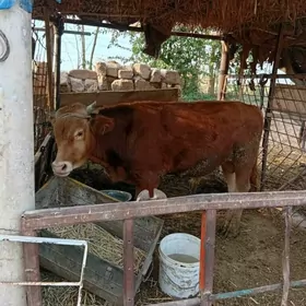 göle
