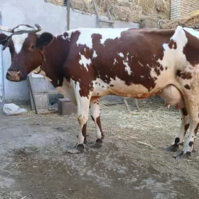 Goleli simental