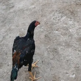 horaz