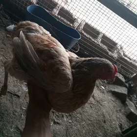 gigant paroda
