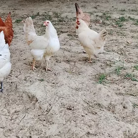 towuklar