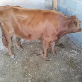 okuzce