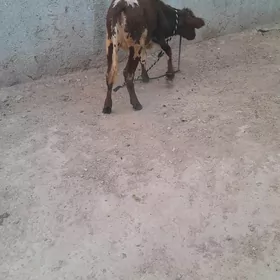 tuwe gole